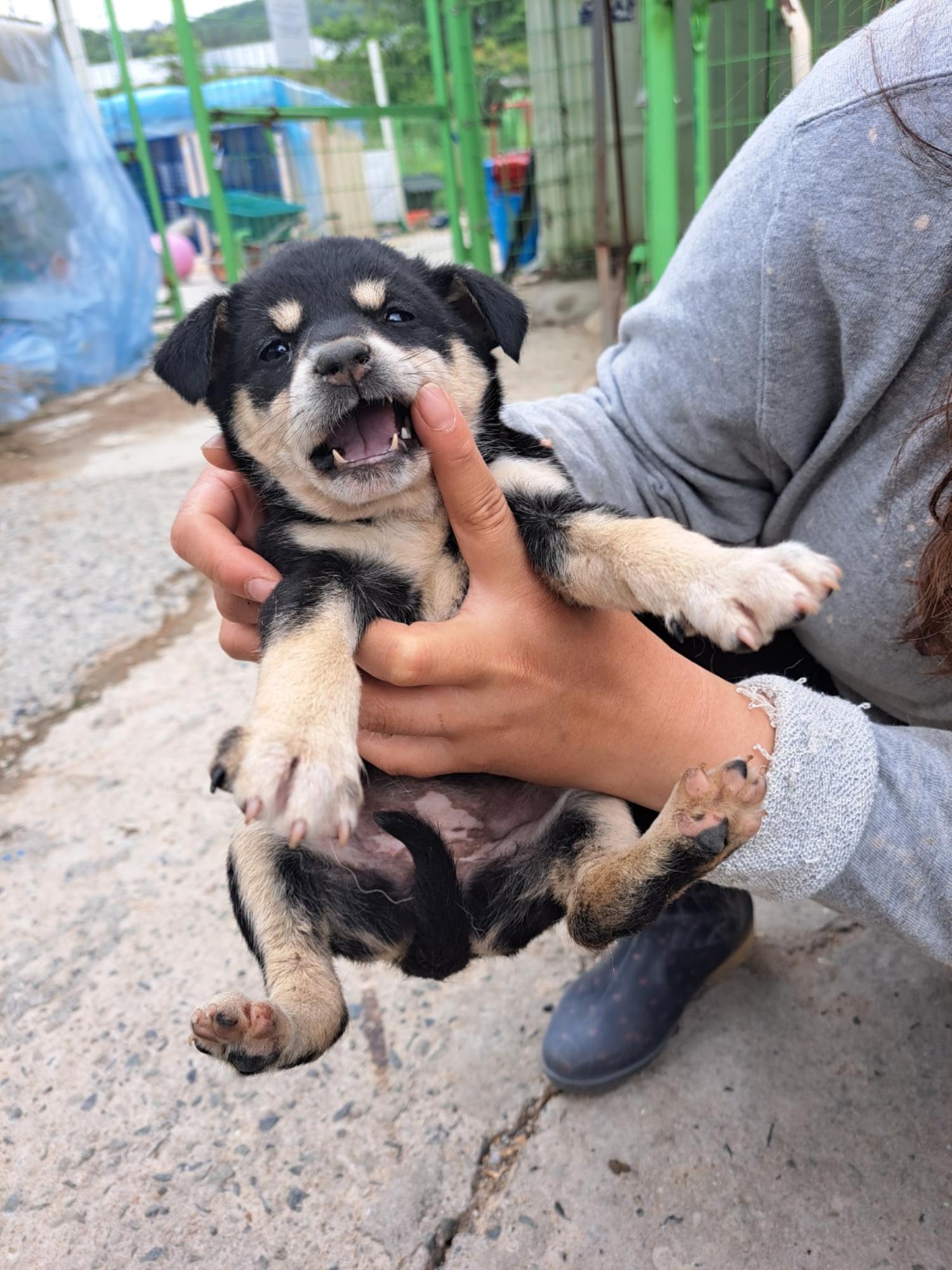 울산유기동물보호센터_431373202300475